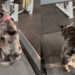 "Treino intervalado": cachorrinha cria estratégia hilária para não andar na esteira e viraliza