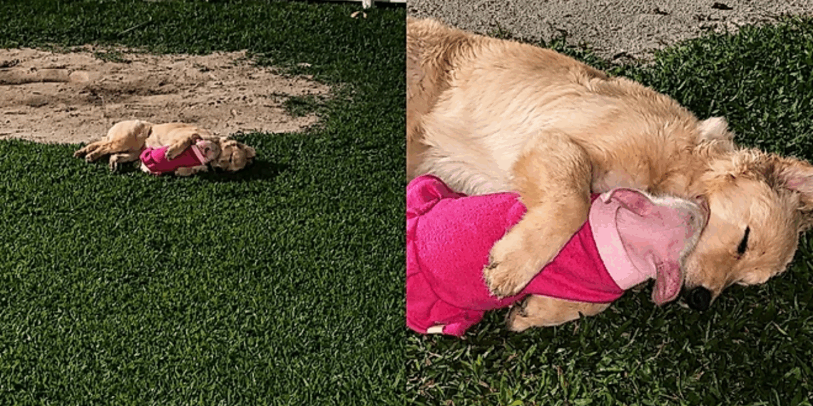 Nasceu porca, mas decidiu ser cachorro: Peppa "adota" golden como irmã e vida no sítio nunca mais foi a mesma