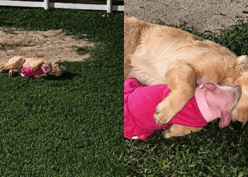Nasceu porca, mas decidiu ser cachorro: Peppa "adota" golden como irmã e vida no sítio nunca mais foi a mesma