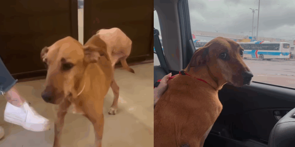 "Não queriam mais ele": cão é jogado na rua após tutor falecer