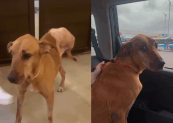 "Não queriam mais ele": cão é jogado na rua após tutor falecer