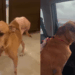 "Não queriam mais ele": cão é jogado na rua após tutor falecer