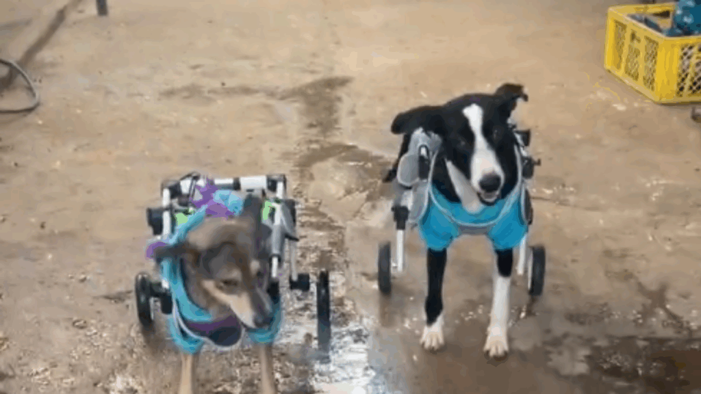A verdade oculta sobre os animais de abrigo: por que laços de amizade entre pets superam qualquer expectativa