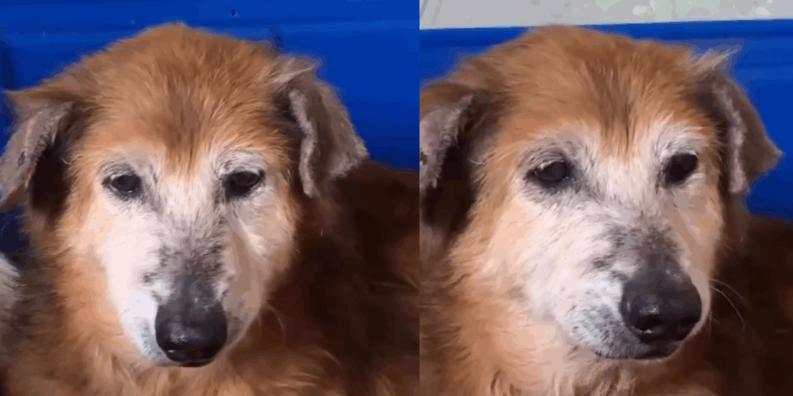 "Nunca foi o sonho de ninguém": cadela de 12 anos que viveu em abrigo comove a web por nunca ter tido adotantes