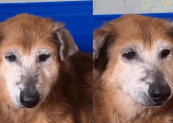"Nunca foi o sonho de ninguém": cadela de 12 anos que viveu em abrigo comove a web por nunca ter tido adotantes