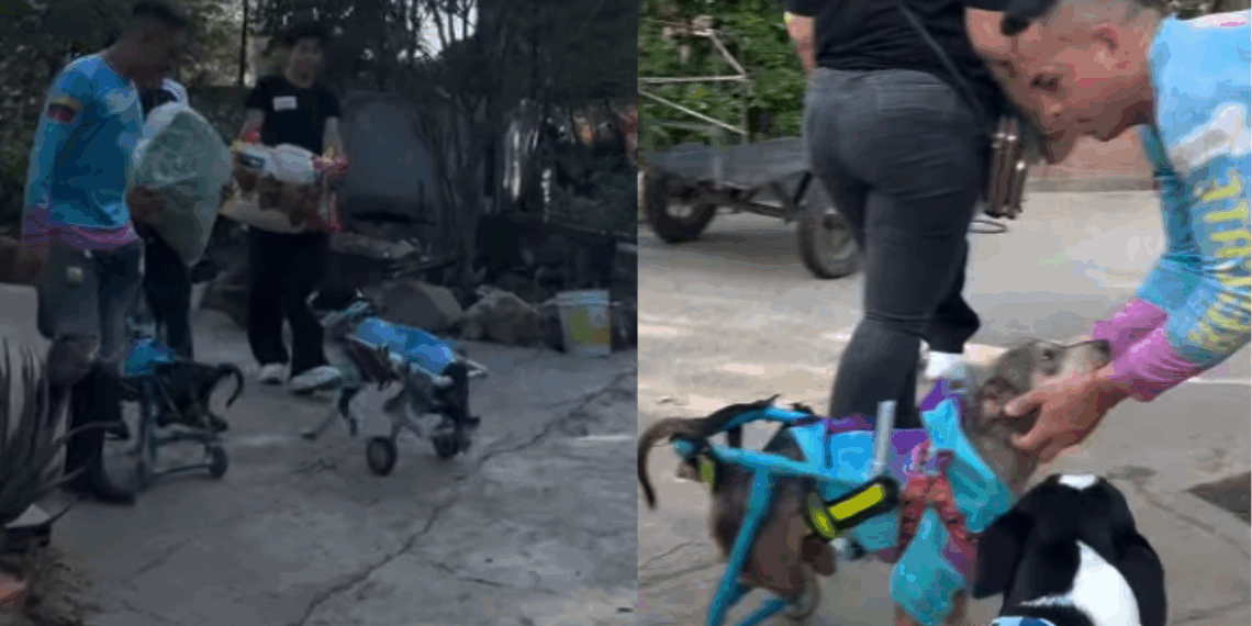A verdade oculta sobre os animais de abrigo: por que laços de amizade entre pets superam qualquer expectativa
