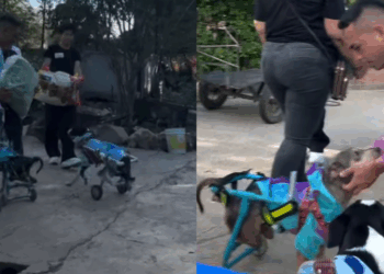 A verdade oculta sobre os animais de abrigo: por que laços de amizade entre pets superam qualquer expectativa