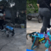 A verdade oculta sobre os animais de abrigo: por que laços de amizade entre pets superam qualquer expectativa