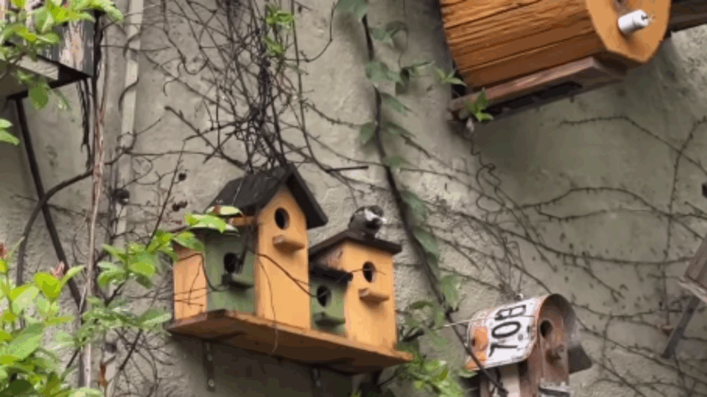 Os 3 maiores cuidados ao instalar caixas-ninho no quintal para garantir segurança e conforto às aves locais
