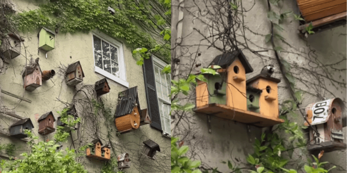 Os 3 maiores cuidados ao instalar caixas-ninho no quintal para garantir segurança e conforto às aves locais