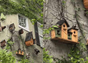 Os 3 maiores cuidados ao instalar caixas-ninho no quintal para garantir segurança e conforto às aves locais