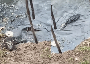 "Ele atende quando chamo": mulher cria laço com jacaré com deficiência e emociona as redes