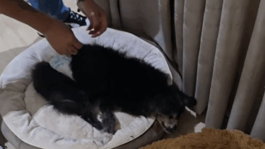 “Ele viveu na era dos dinossauros”: Tutora compartilha rotina de dedicação e carinho com cão de idade incerta