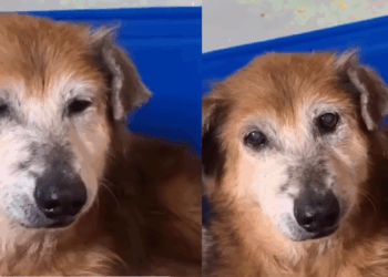"Nunca foi o sonho de ninguém": cadela de 12 anos que viveu em abrigo comove a web por nunca ter tido adotantes