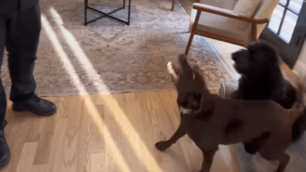 Preparação de cães para bebê: Por que usar uma boneca pode ser um "fracasso" hilário