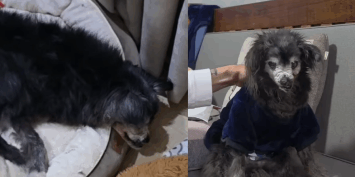 “Ele viveu na era dos dinossauros”: Tutora compartilha rotina de dedicação e carinho com cão de idade incerta