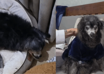 “Ele viveu na era dos dinossauros”: Tutora compartilha rotina de dedicação e carinho com cão de idade incerta