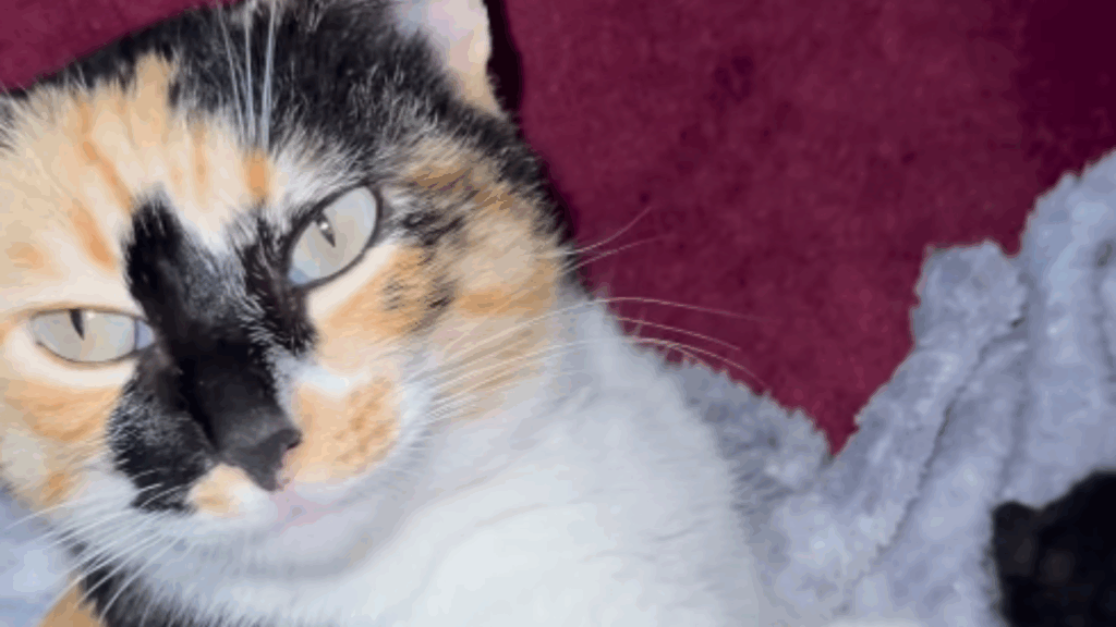 "Filhotes apaixonantes": gata resgatada prestes a dar à luz surpreende ao parir bebês pretos e brancos