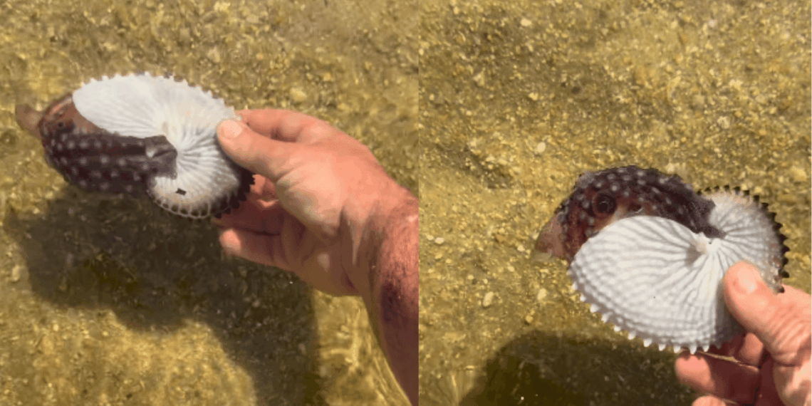 “Como a natureza é incrível”: Homem encontra 'concha' diferente na praia e descobre criatura rara escondida dentro