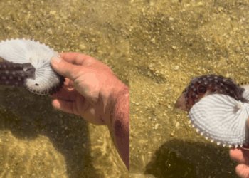 “Como a natureza é incrível”: Homem encontra 'concha' diferente na praia e descobre criatura rara escondida dentro