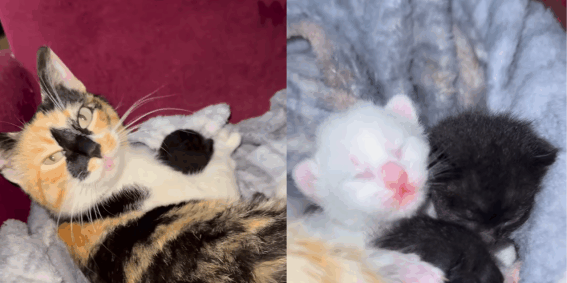 "Filhotes apaixonantes": gata resgatada prestes a dar à luz surpreende ao parir bebês pretos e brancos