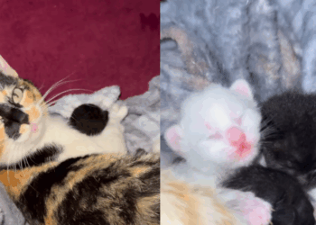 "Filhotes apaixonantes": gata resgatada prestes a dar à luz surpreende ao parir bebês pretos e brancos