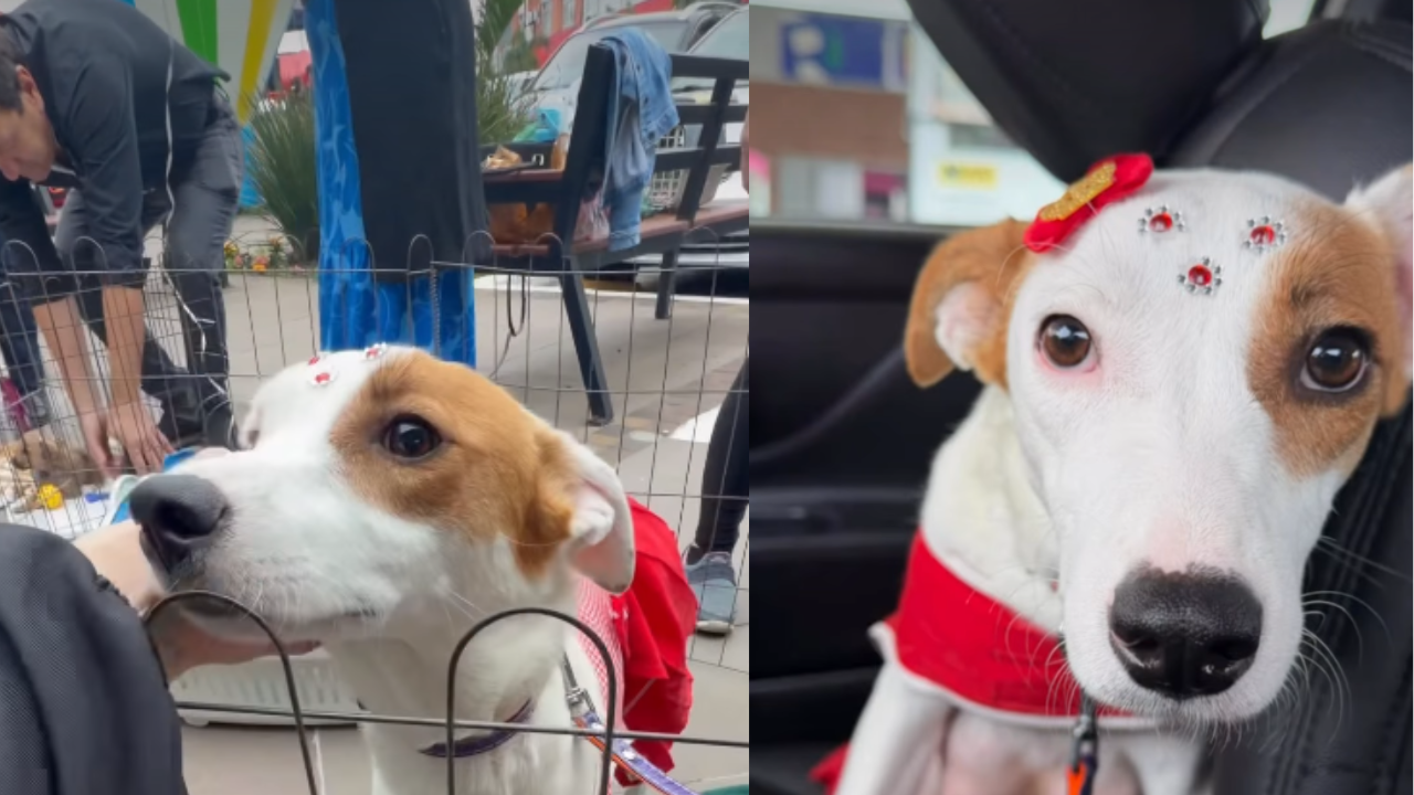 Em feira de adoção, cachorrinha é escolhida de primeira – mas horas depois o pior acontece