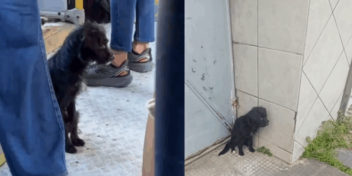 Cachorrinha chutada para fora de ônibus anda quilômetros sozinha e é resgatada: “Achamos ela!”
