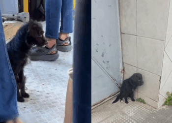 Cachorrinha chutada para fora de ônibus anda quilômetros sozinha e é resgatada: “Achamos ela!”