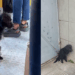 Cachorrinha chutada para fora de ônibus anda quilômetros sozinha e é resgatada: “Achamos ela!”