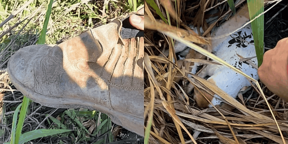 Cachorrinha rouba botina de trabalhador e o leva até surpresa escondida no meio do mato