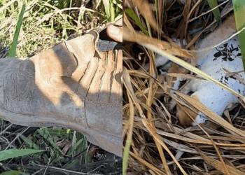 Cachorrinha rouba botina de trabalhador e o leva até surpresa escondida no meio do mato