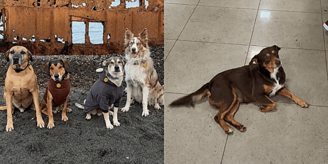 Após perder Poze na Argentina, casal encontra Júlia grávida na estrada e seguidores dizem: "Poze mandou você"