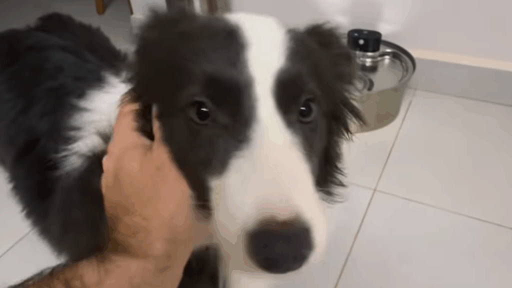 “Veio com defeito de fábrica”: Médico adota irmãs border collies e se espanta com preguiça de uma delas