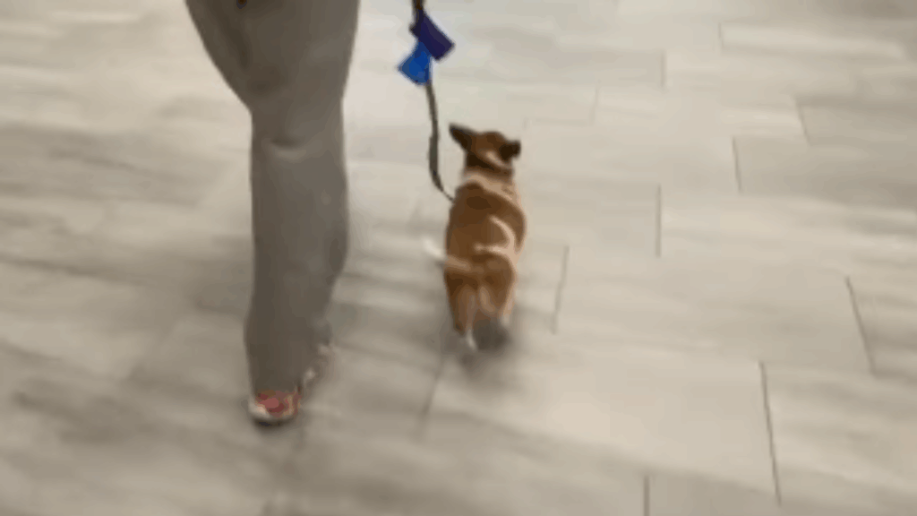 “Ele o reconheceu imediatamente”: A história do cão resgatado que hoje transforma vidas