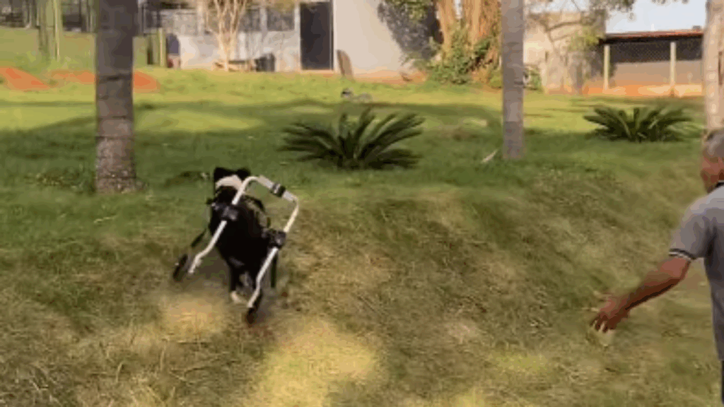 “Falaram sem limitações e ela entendeu sem limites”: A reação emocionante de cachorra ao usar cadeira de rodas pela primeira vez