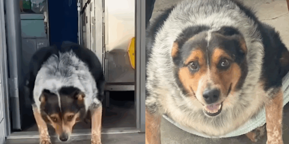 “Ele queria viver”: Veterinária se apega a cão de 63 kg que teria o pior destino e decide lutar por sua recuperação