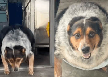 “Ele queria viver”: Veterinária se apega a cão de 63 kg que teria o pior destino e decide lutar por sua recuperação