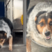“Ele queria viver”: Veterinária se apega a cão de 63 kg que teria o pior destino e decide lutar por sua recuperação