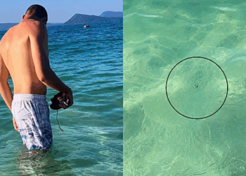 Casal é seguido por peixinho no mar por mais de uma hora e interação curiosa encanta a web