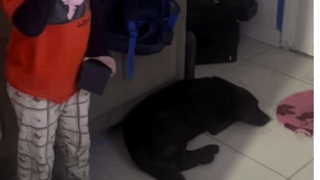 "Tô nem aí, ele vai ficar": Menino adota cachorro na rua, debate com a mãe e argumentos hilários viralizam