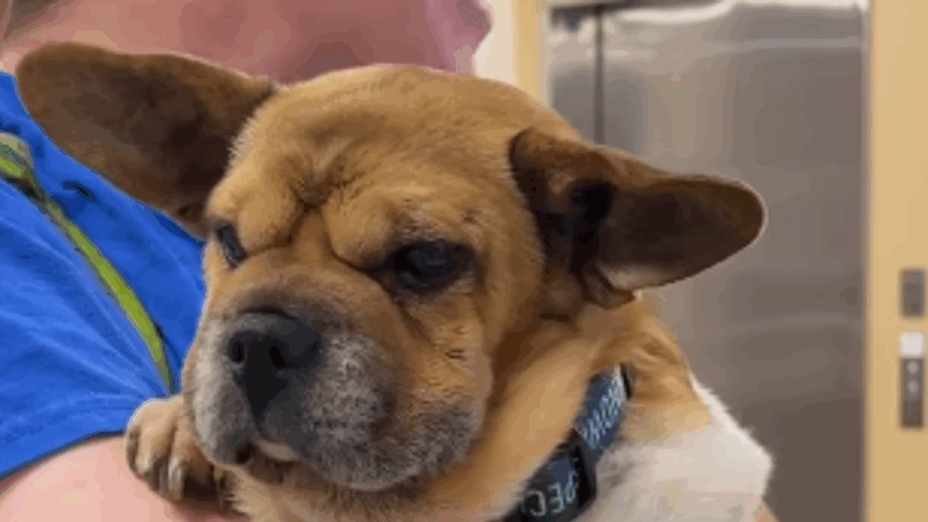 “Ele é um em um milhão”: Cão resgatado se torna terapeuta certificado e leva conforto a pacientes em hospitais