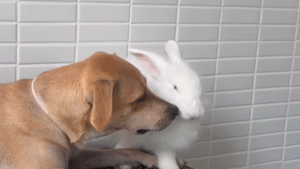 “Ela é maravilhosa demais”: Vira-lata caramelo conquista a web ao acolher todos os animais resgatados que chegam à sua casa