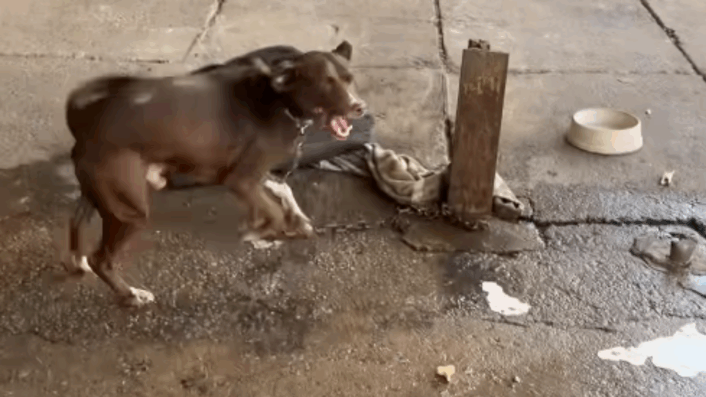 Conheça Mônica, a mulher em situação de rua que construiu uma vila para acolher cães abandonados