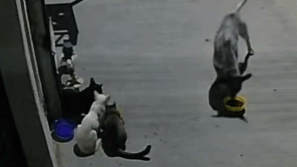 Humorista de MT põe câmera após ração sumir, descobre cão "roubando" comida de gatos e se retrata