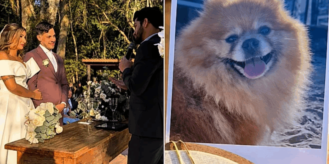 Cão que levaria alianças parte dias antes e noivo encontra forma emocionante dele participar do casamento