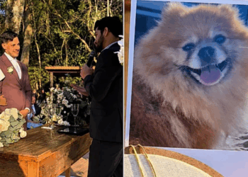 Cão que levaria alianças parte dias antes e noivo encontra forma emocionante dele participar do casamento