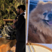 Cão que levaria alianças parte dias antes e noivo encontra forma emocionante dele participar do casamento