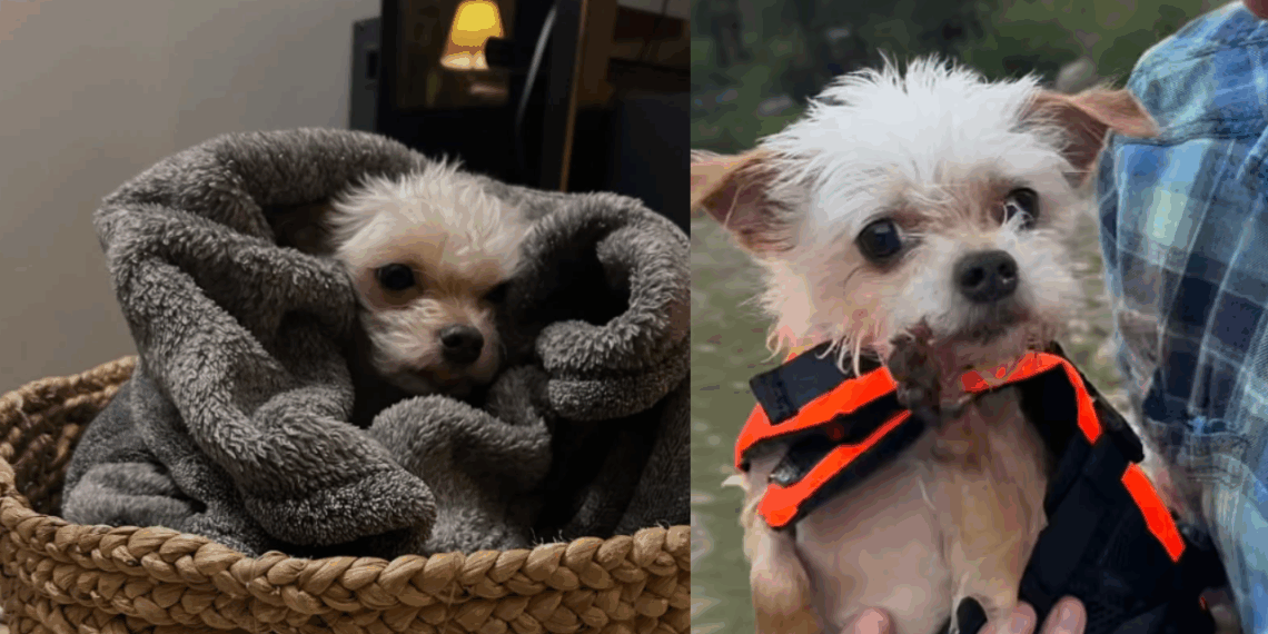 Resgatada de um passado brutal, cachorrinha ganha vida de princesa: "Ela ficou tão feliz"