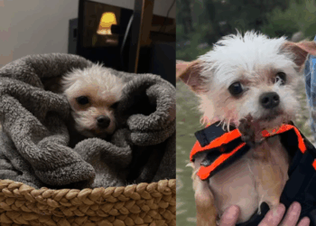 Resgatada de um passado brutal, cachorrinha ganha vida de princesa: "Ela ficou tão feliz"